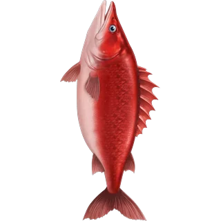Roter Fisch – Ice Fish